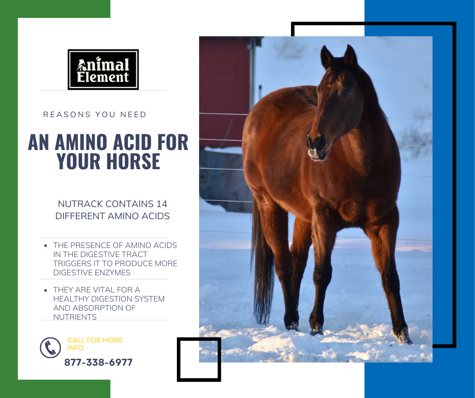 An image of a horse standing in the snow, with text to the left describing why amino acids are important for your horse
