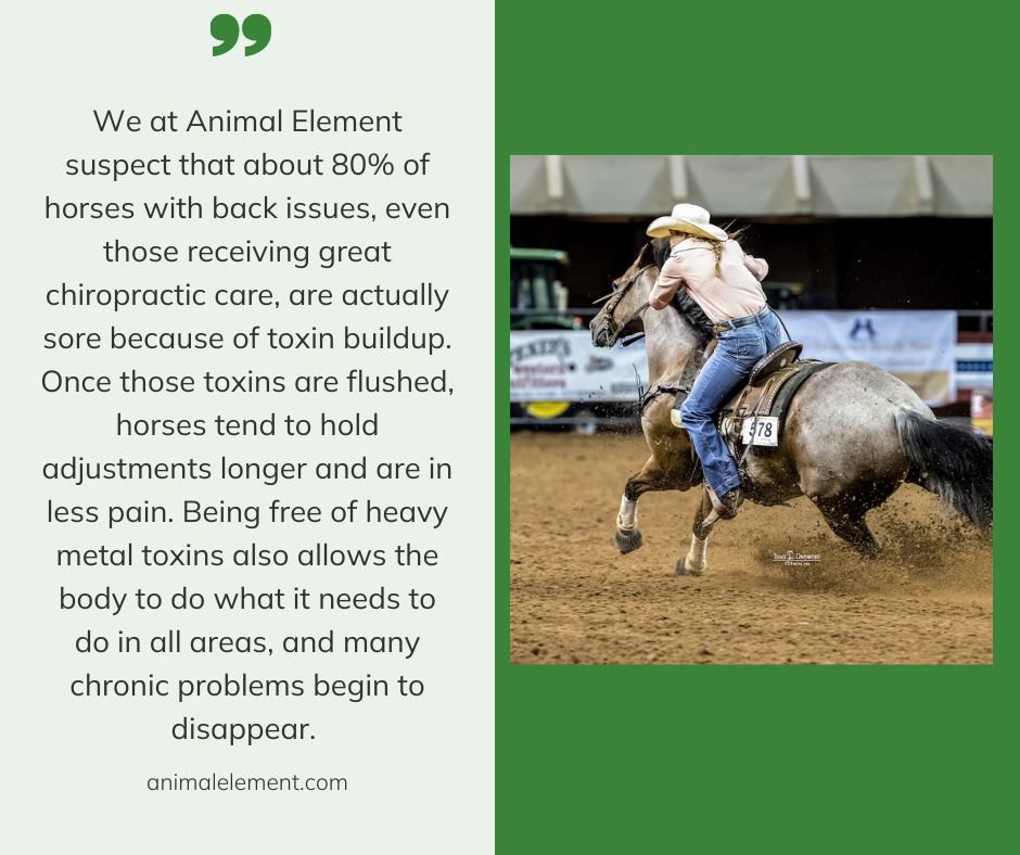 Woman riding a barrel horse with text to the left about why detoxing your horse is important