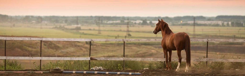 Horse standing by fence looking much healthier after horse detox