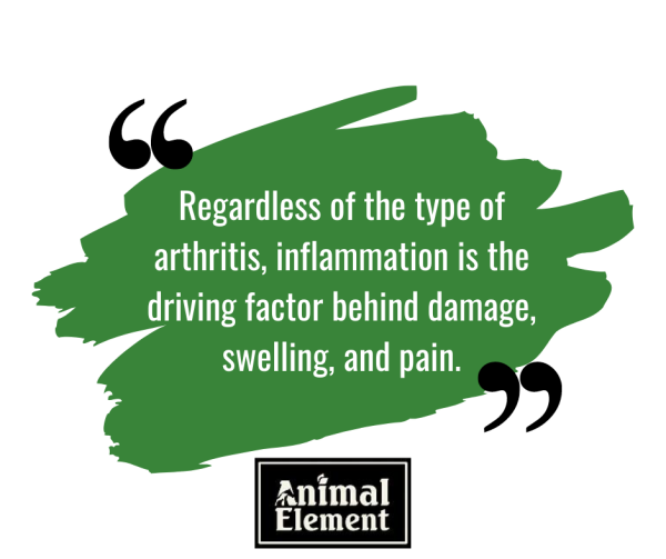 The Best Supplements for Horses with Arthritis Animal Element