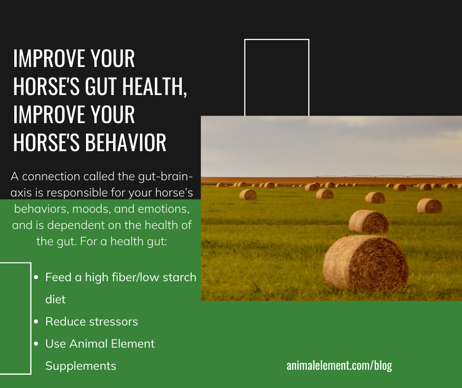 image of round hay bales with bullet points on how to keep your horses gut healthy