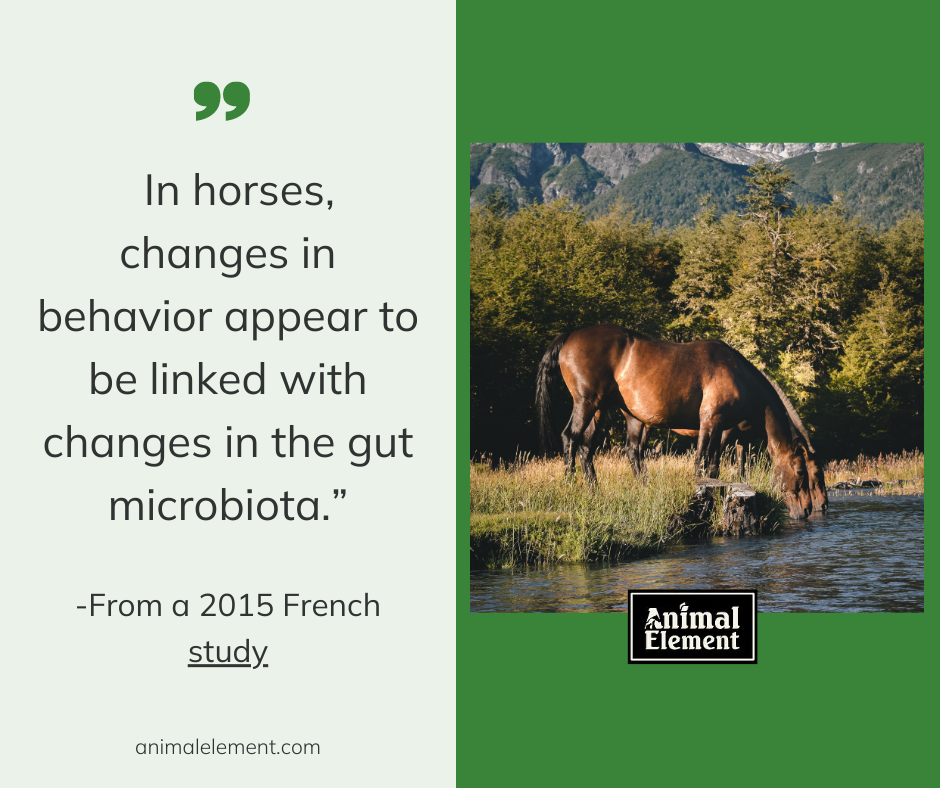 quote about horse behavior and gut health with an image of a horse drinking at a mountain stream