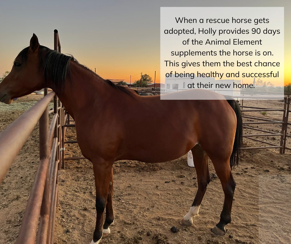An Arabian horse standing at a fence, with the sun setting behind him.