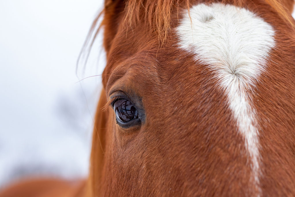 offset image of a sorrel horse's face with a white blaze