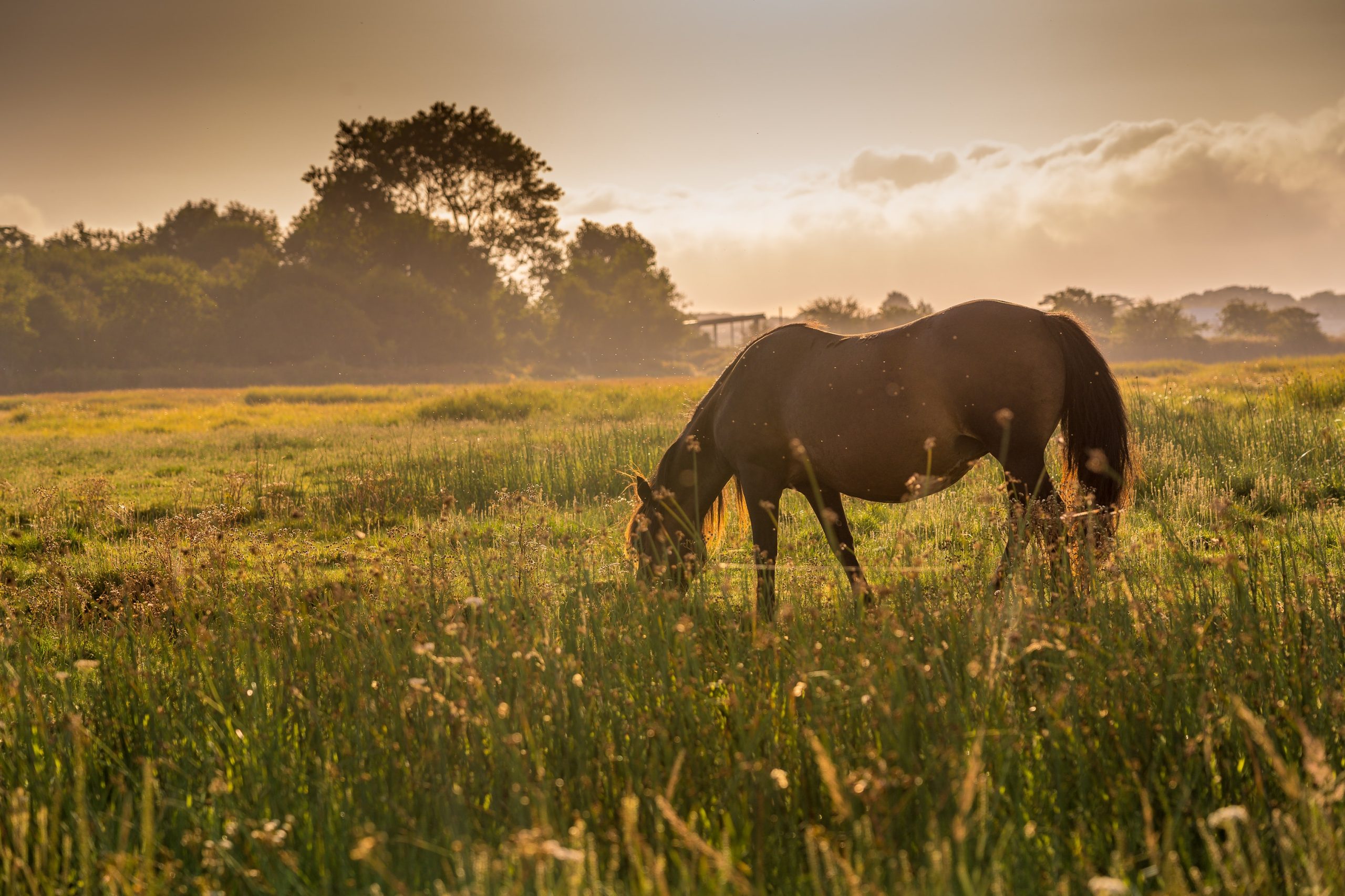 horse grazing in a field during golden hour