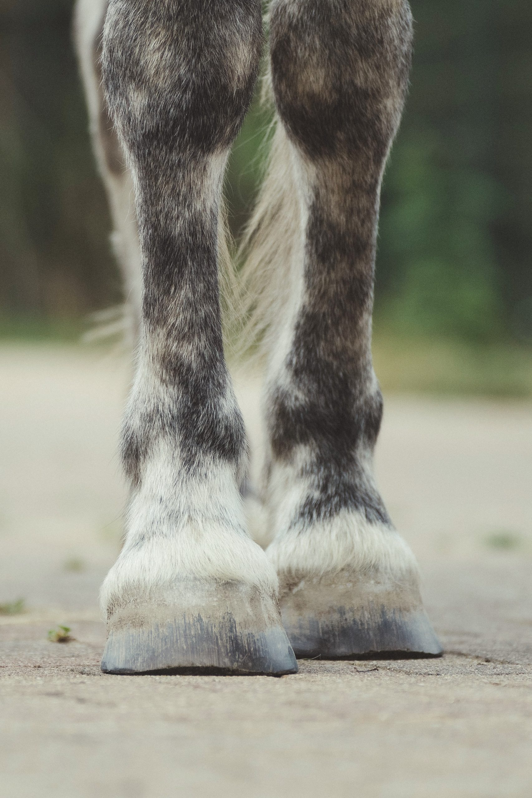 image of two gray horse legs