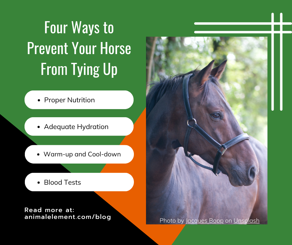 brown horse in a leather halter with tips on how to prevent horses from tying up