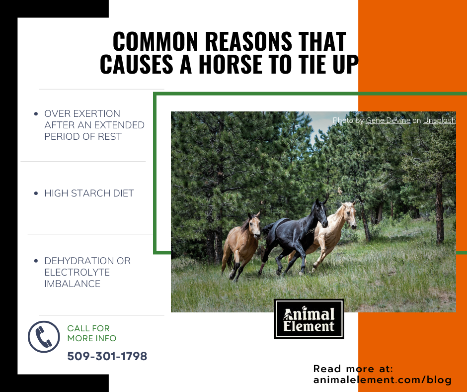 3 bullet points of common reasons a horse ties up with image of 3 horses running through wooded field
