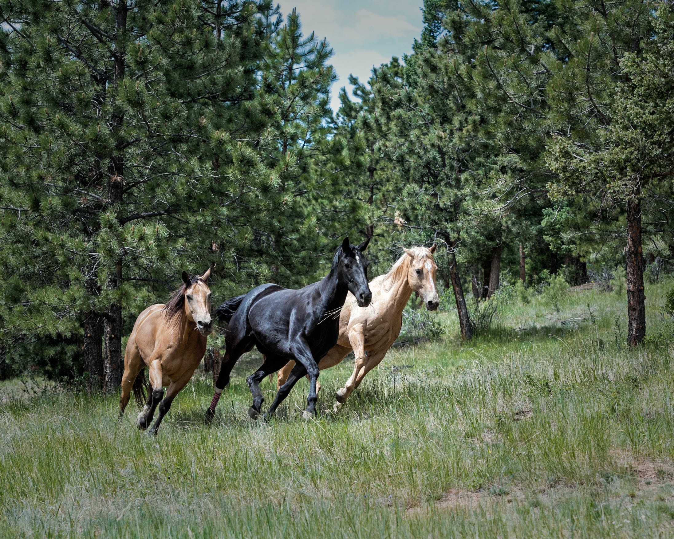 3 horses running through wooded field