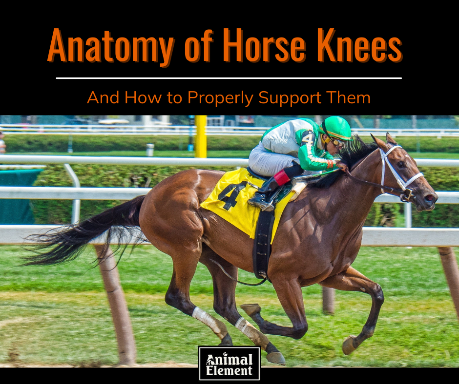 jockey-in-green-and-white-jersey-on-a-racehorse-for-blog-about-anatomy-of-horse-knees