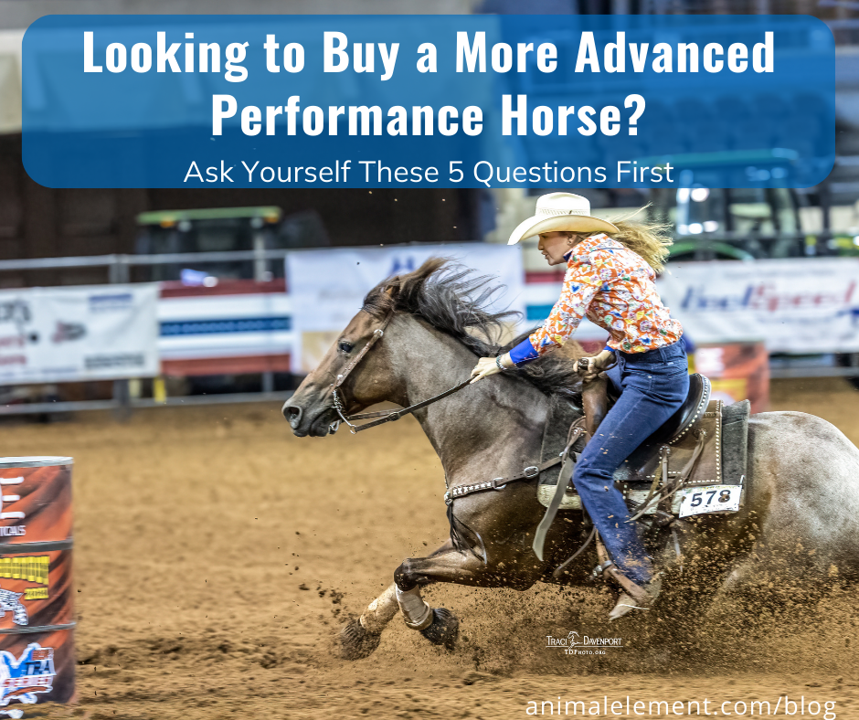 looking-to-buy-a-more-advanced-performance-horse-blog-with-image-of-blonde-woman-barrel-racing