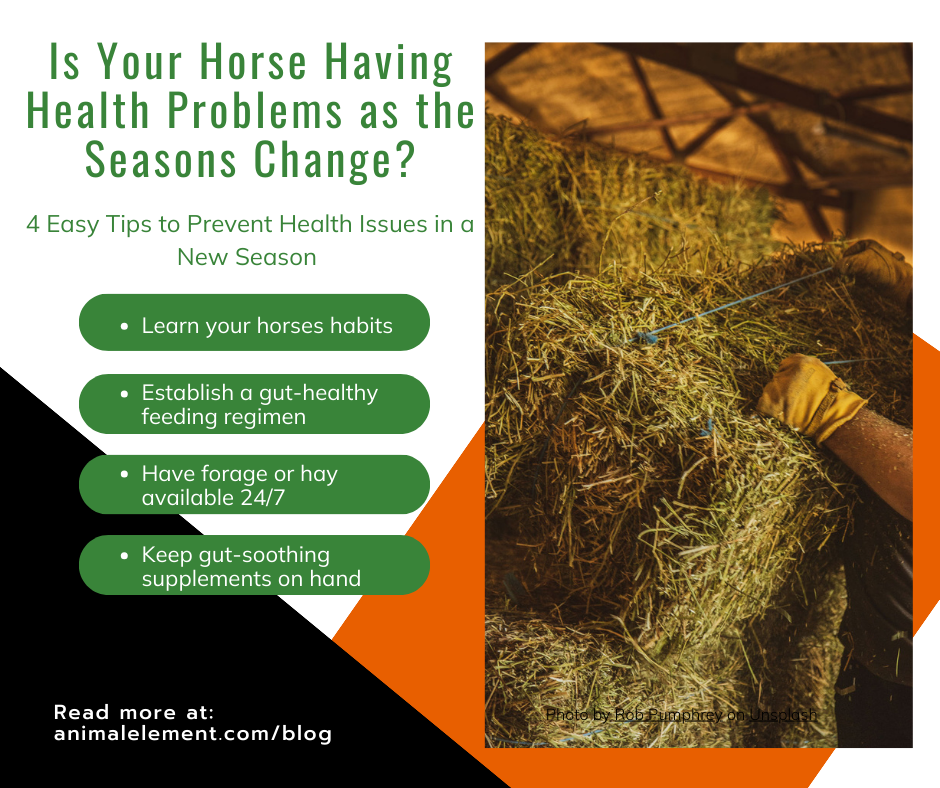 bulletpoints-of-four-tips-to-prevent-horse-health-problems-as-the-weather-changes