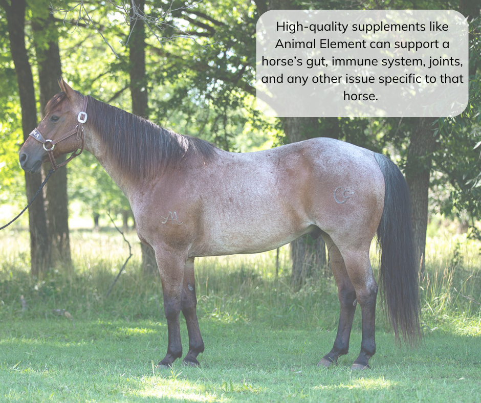 high-quality-horse-supplements-can-help-prevent-horse-health-problems-with-photo-of-a-roan-gelding-in-front-of-trees