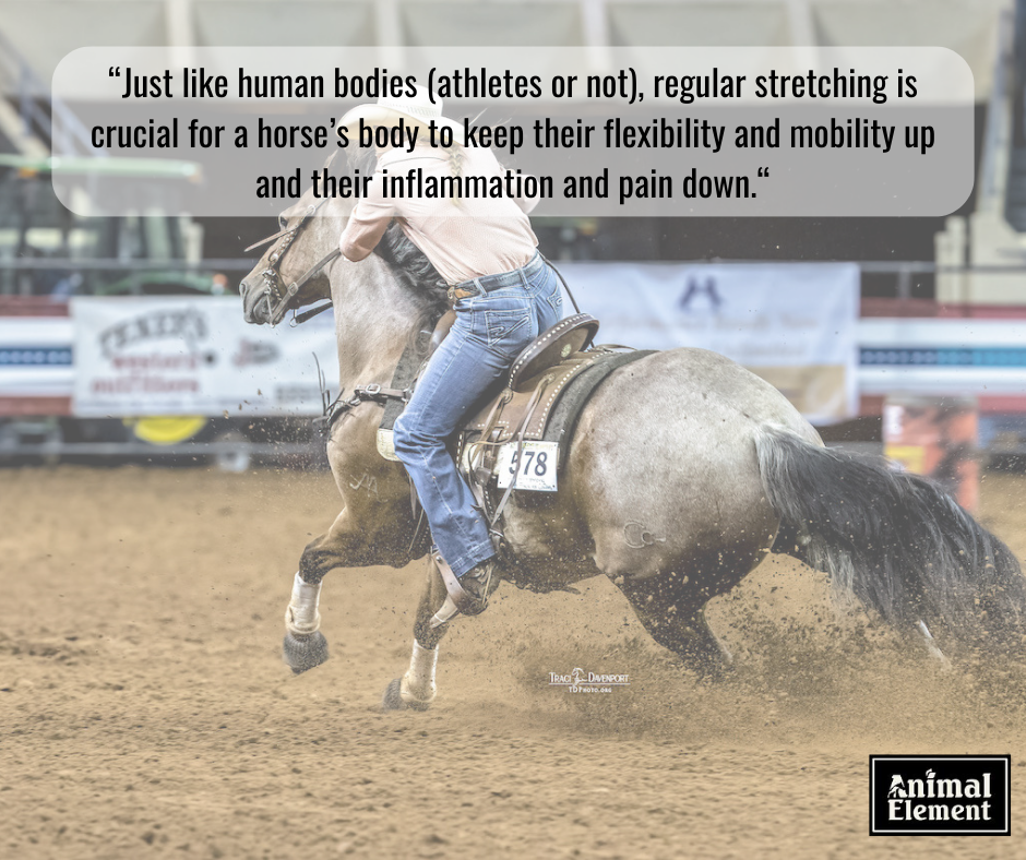 woman-in-pink-shirt-barrel-racing-with-text-over-image-about-importance-of-stretching-the-horse-knee