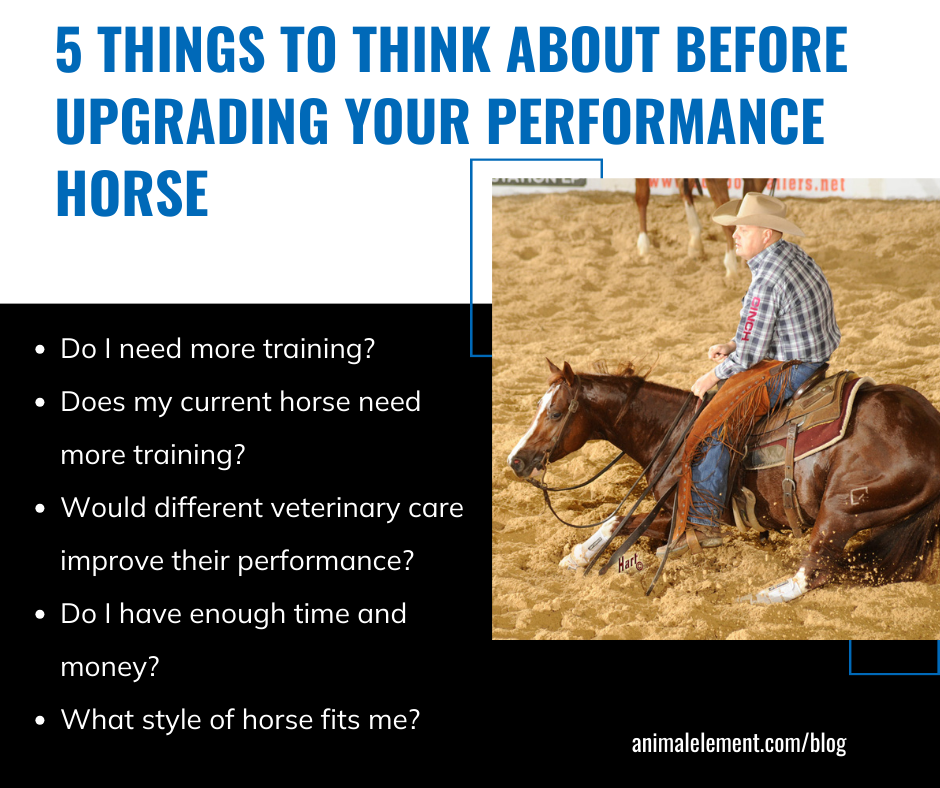 5-things-to-think-about-before-upgrading-your-performance-horse-with-image-of-will-kennedy-on-a-working-horse