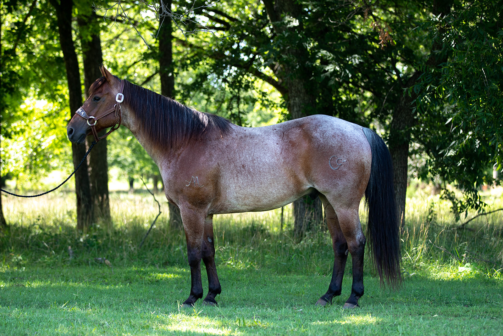 image-of-a-roan-gelding-standing-in-front-of-trees-