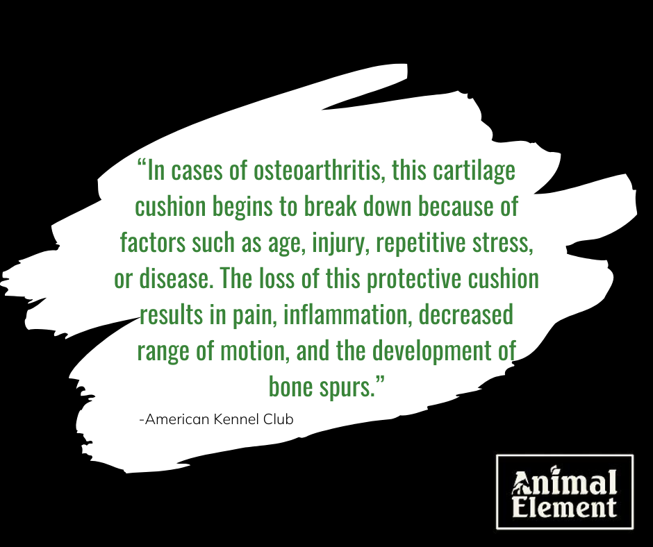 black-and-white-quote-graphic-about-what-causes-arthritis-in-dogs