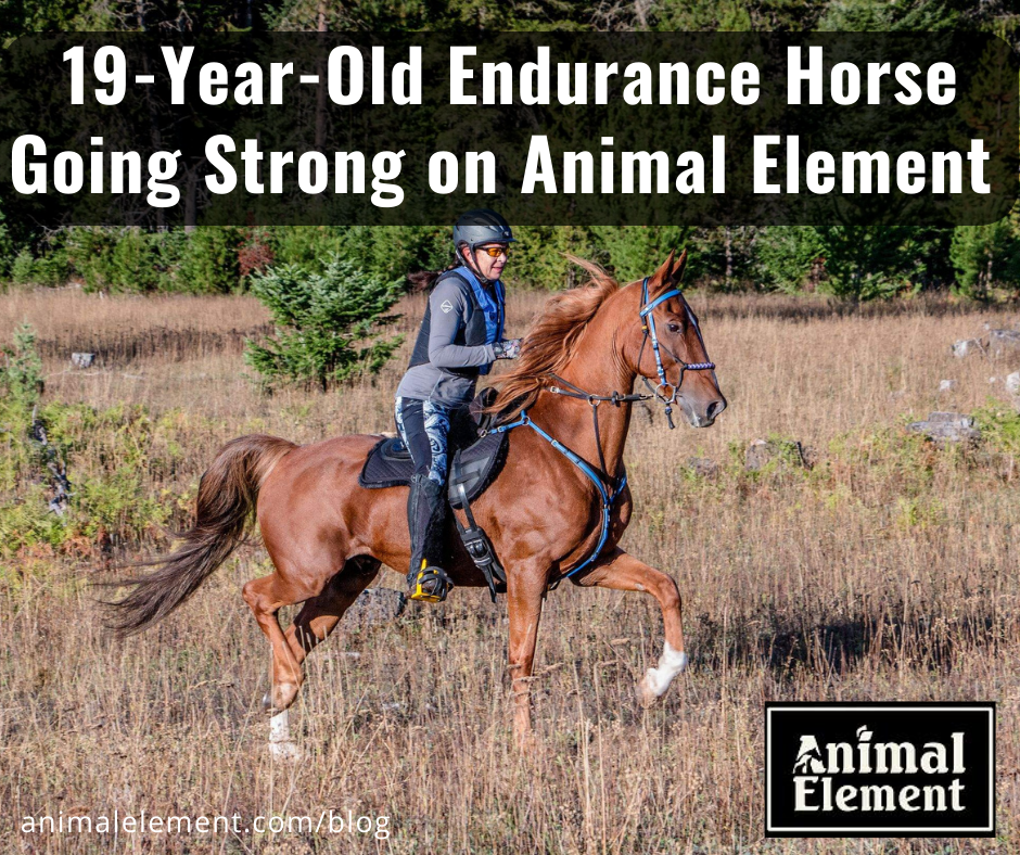 19-year-old-endurance-horse-going-strong-on-animal-element-with-photo-of-shelley-sutherland-riding-her-endurance-horse-through-a-field
