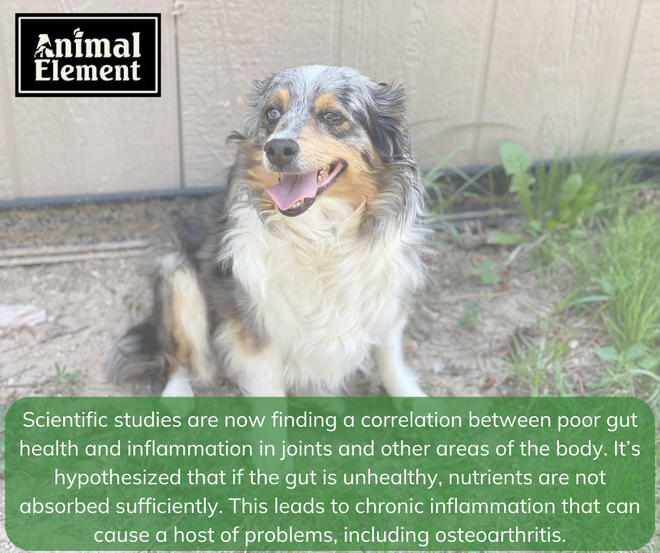 image-of-miniature-aussie-sitting-against-wall-with-text-about-gut-health-and-inflammation-correlation-in-dogs-with-arthritis