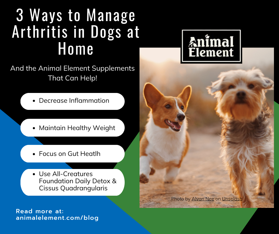 image-of-two-dogs-running-next-to-each-other-with-information-in-bulletpoints-on-how-to-manage-arthritis-in-dogs-at-home