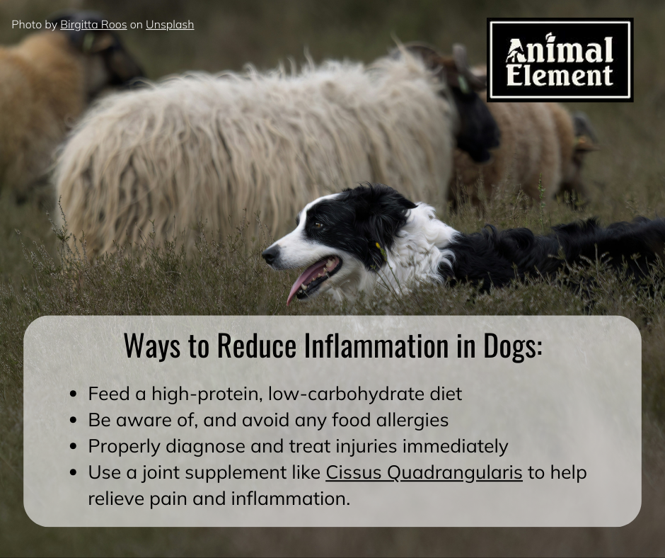 image-of-black-and-white-border-collie-laying-in-field-next-to-sheep-with-ways-to-fight-arthritis-in-dogs-in-bulletpoints