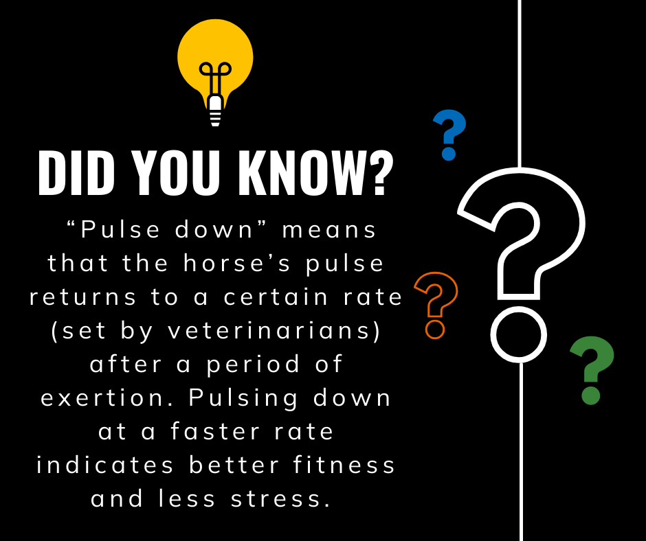 did-you-know-graphic-about-endurance-horses-pulsing-down-with-multi-color-question-marks