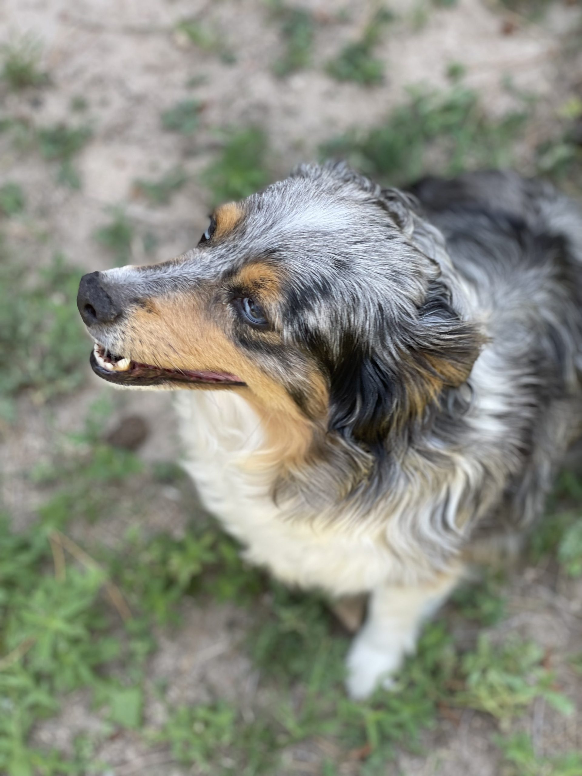 image-of-a-miniature-aussie-for-blog-about-arthritis-in-dogs