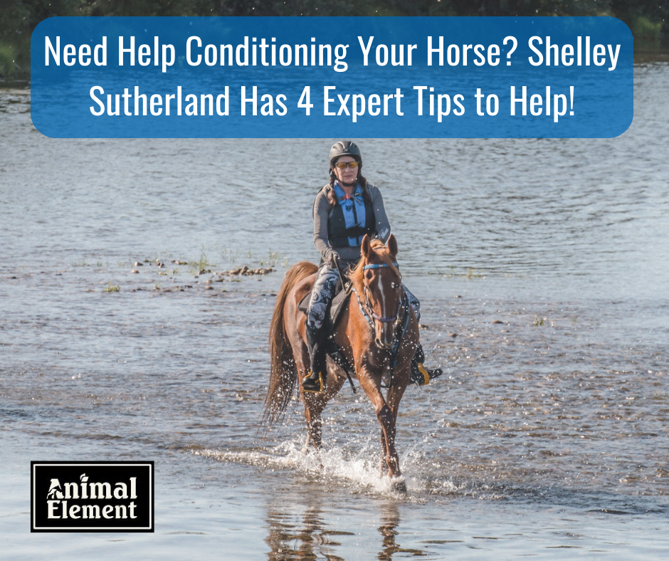 image-of-endurance-horse-and-his-rider-walking-through-water-with-title-of-blog-need-help-conditioning-your-horse