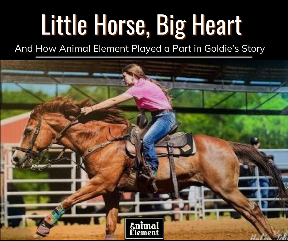 how-animal-element-played-a-part-in-goldies-story-with-image-of-girl-in-pink-tee-shirt-barrel-racing-on-goldie