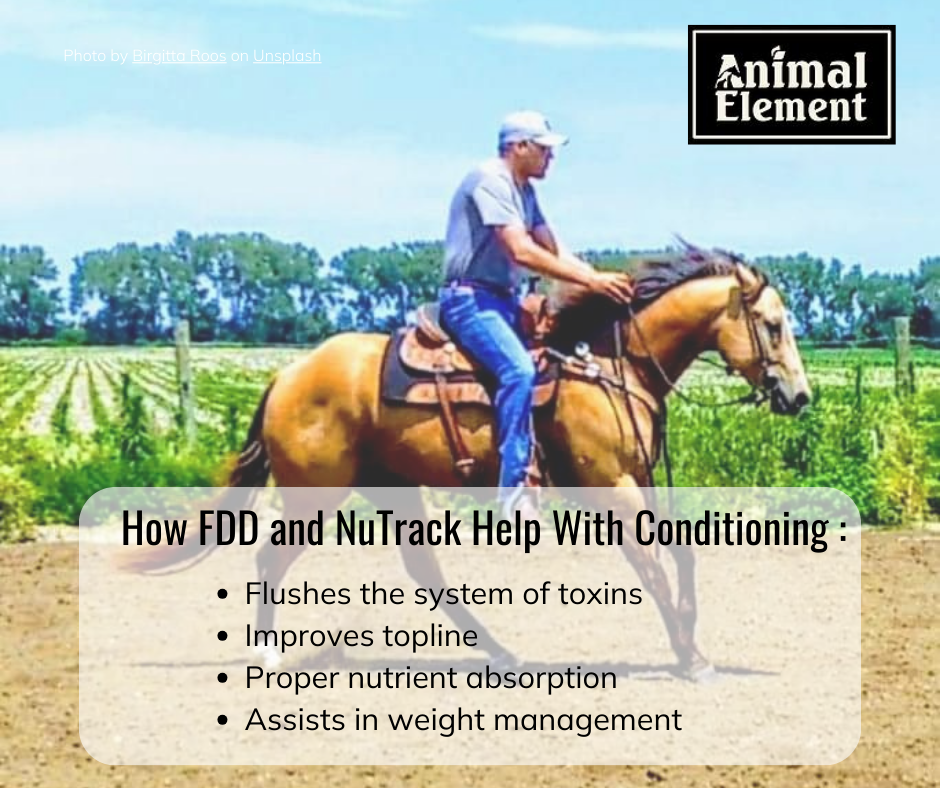 how-animal-element-helps-with-conditioning-your-horse-with-background-image-of-a-man-on-a-cutting-horse