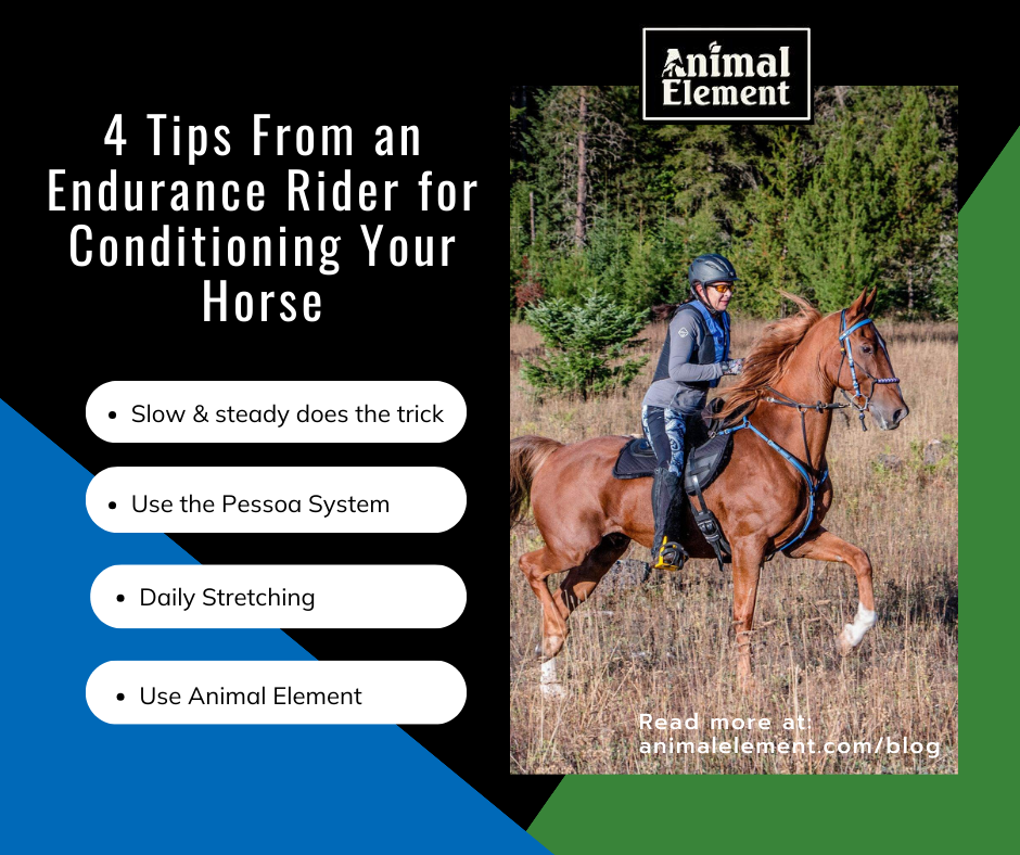 four-tips-from-an-endurance-rider-for-conditioning-your-horse-with-an-image-of-a-woman-in-riding-gear-astride-a-sorrel-american-saddlebred-horse