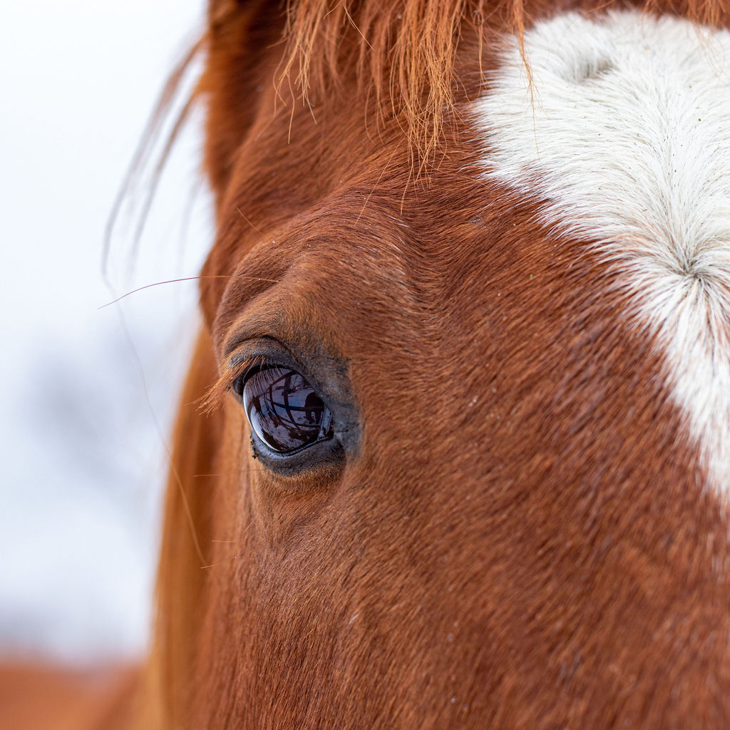 close-up-of-a-horses-eye-for-benefits-of-having-a-horse