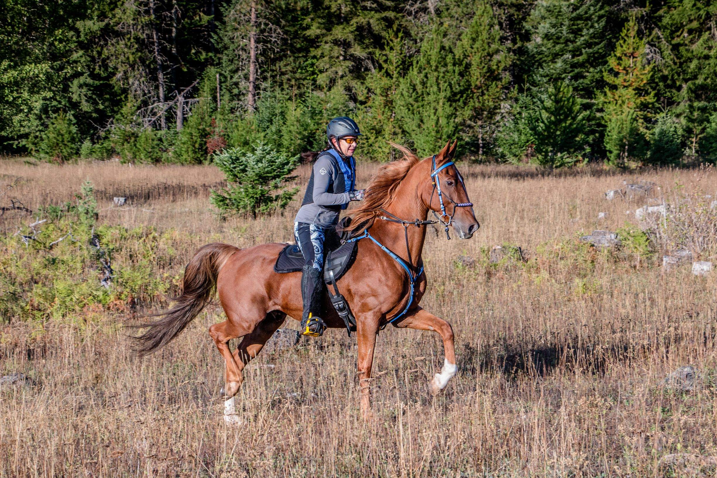 shelley-sutherland-riding-endurance-horse-with-tips-for-conditioning-your-horse