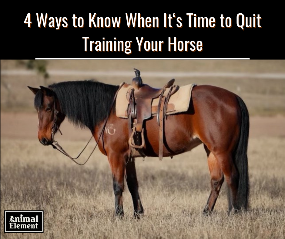 title-of-blog-4-ways-to-know-when-it's-time-to-quit-training-your-horse-with-image-of-horse-saddled-in-a-field