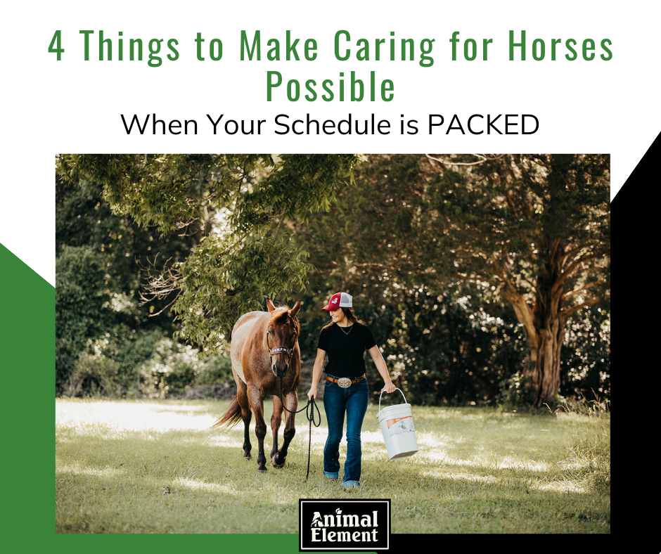 ali-armstrong-with-horse-panama-for-blog-about-caring-for-horses-when-your-schedule-is-busy