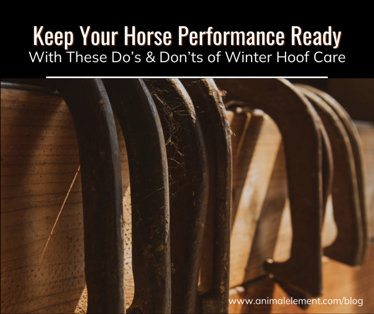 Keep Your Horse Performance Ready With These Do's and Don'ts of Winter ...