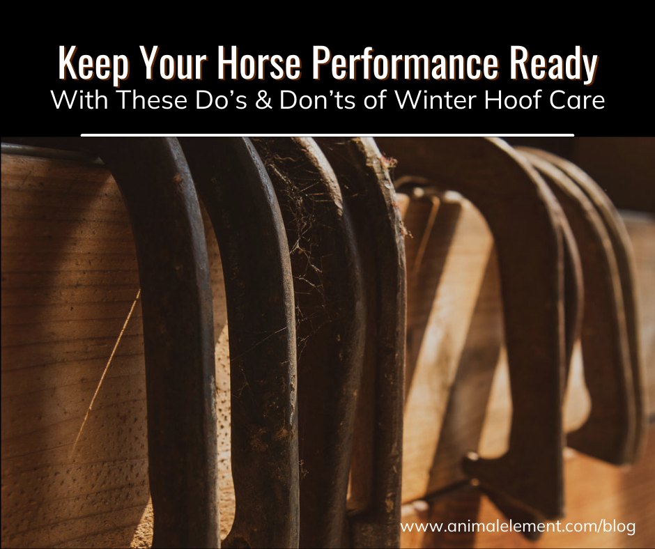 image-of-horseshoes-hanging-over-a-rail-with-title-of-blog-above-about-winter-hoof-care