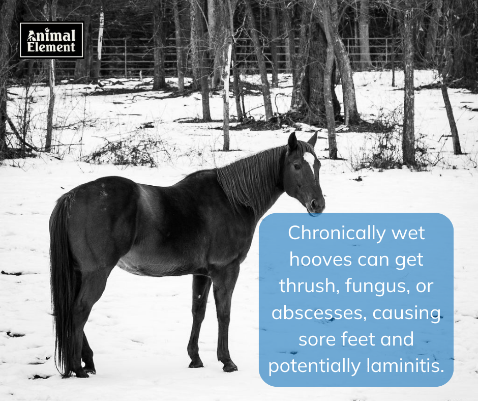 black-and-white-image-of-a-horse-standing-in-snow-with-a-blurb-from-blog-over-a-blue-background