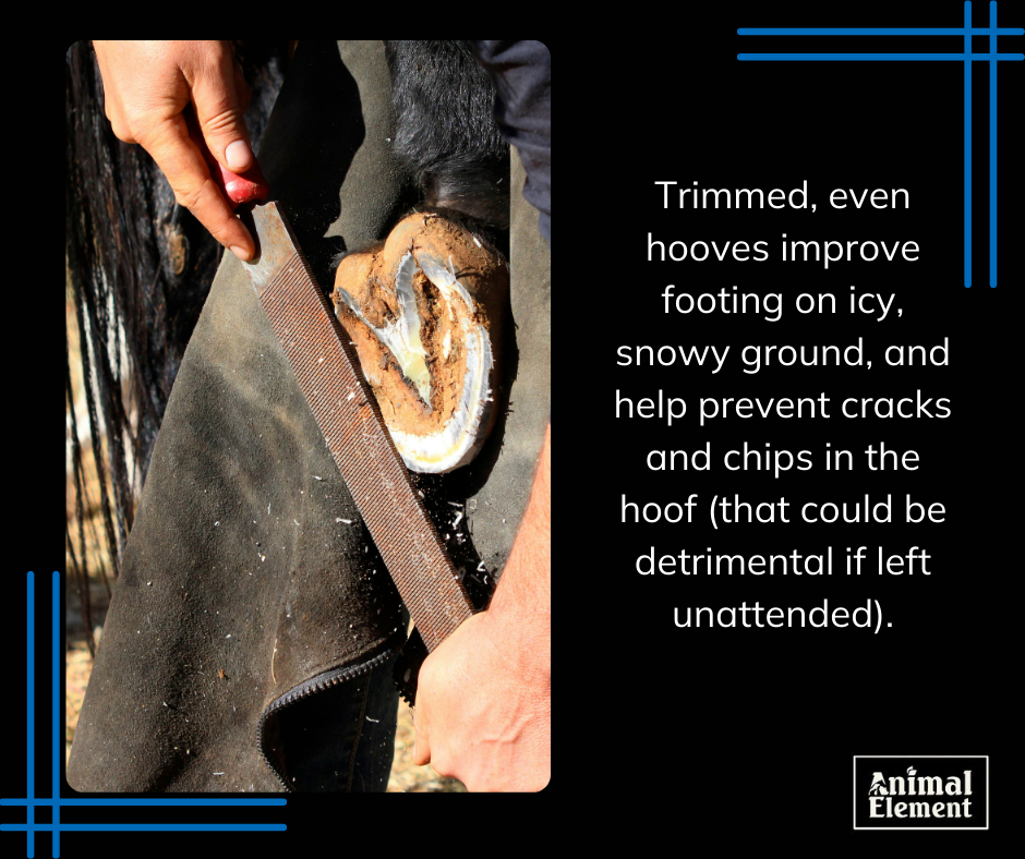 image-of-farrier-filing-a-horse-hoof-with-text-about-the-importance-of-winter-hoof-care-to-the-right-of-image