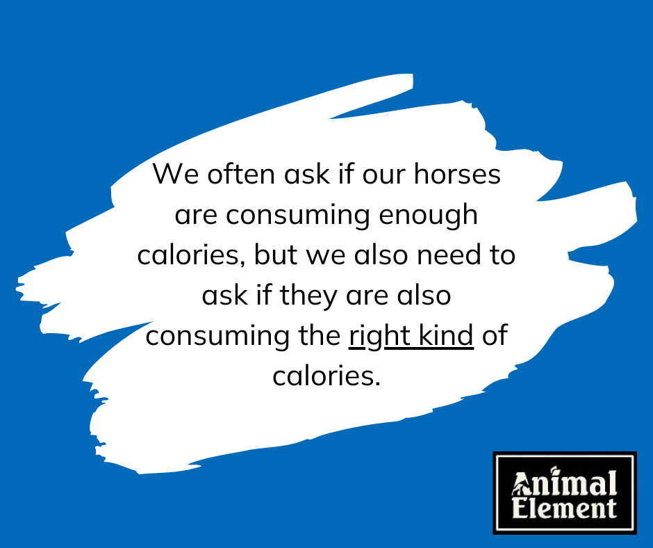 quote graphic about proper caloric intake for horses