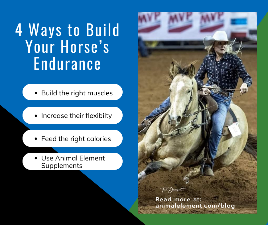 how to build endurance in horses synopsis. Blonde woman riding a buckskin horse around a barrel