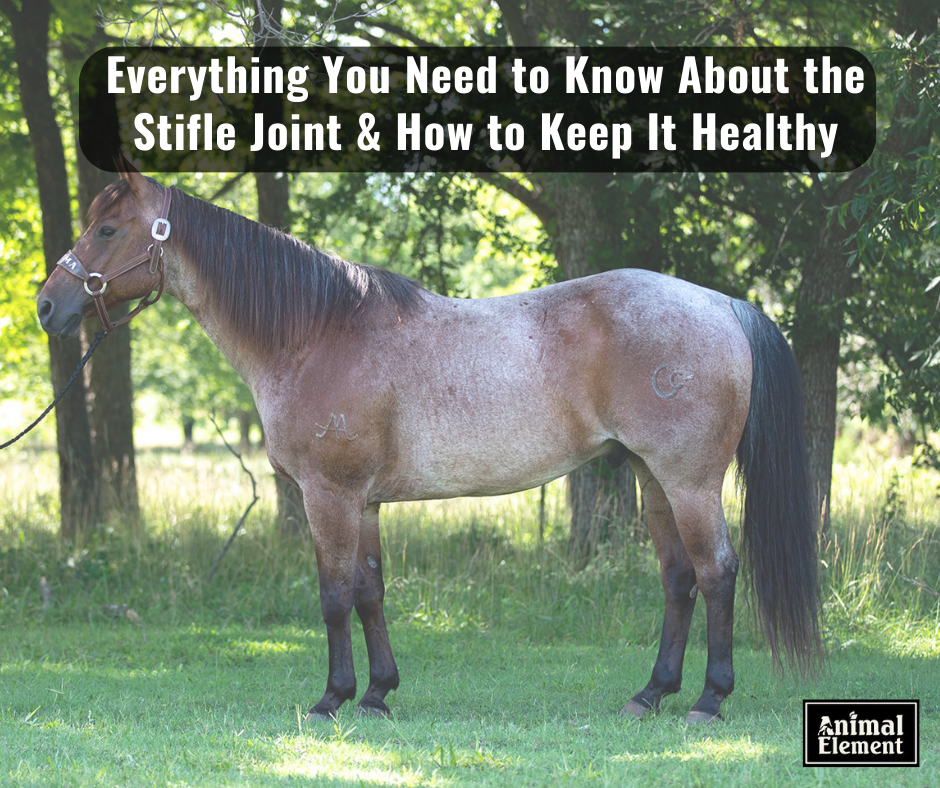 image-of-a-horse-in-leather-halter-standing-in-front-of-trees-with-title-of-the-blog-everything-you-need-to-know-about-the-stifle-joint-in-block-letter-at-top-of-image
