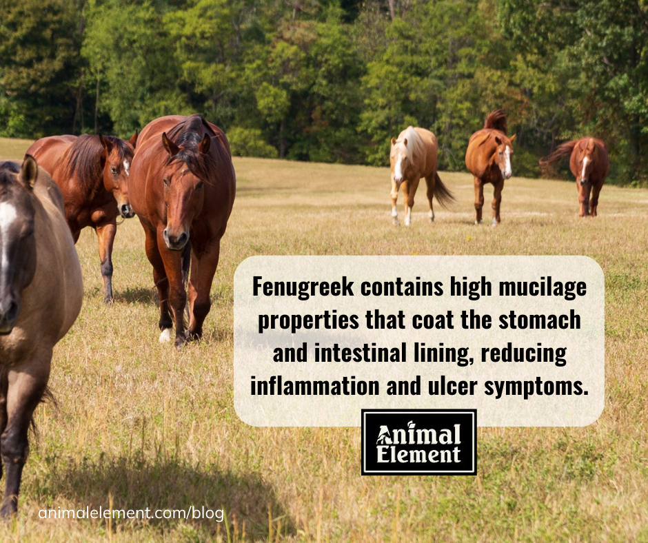 image-of-herd-of-horses-walking-through-field-with-quote-blurb-in-middle-about-fenugreek-for-horses