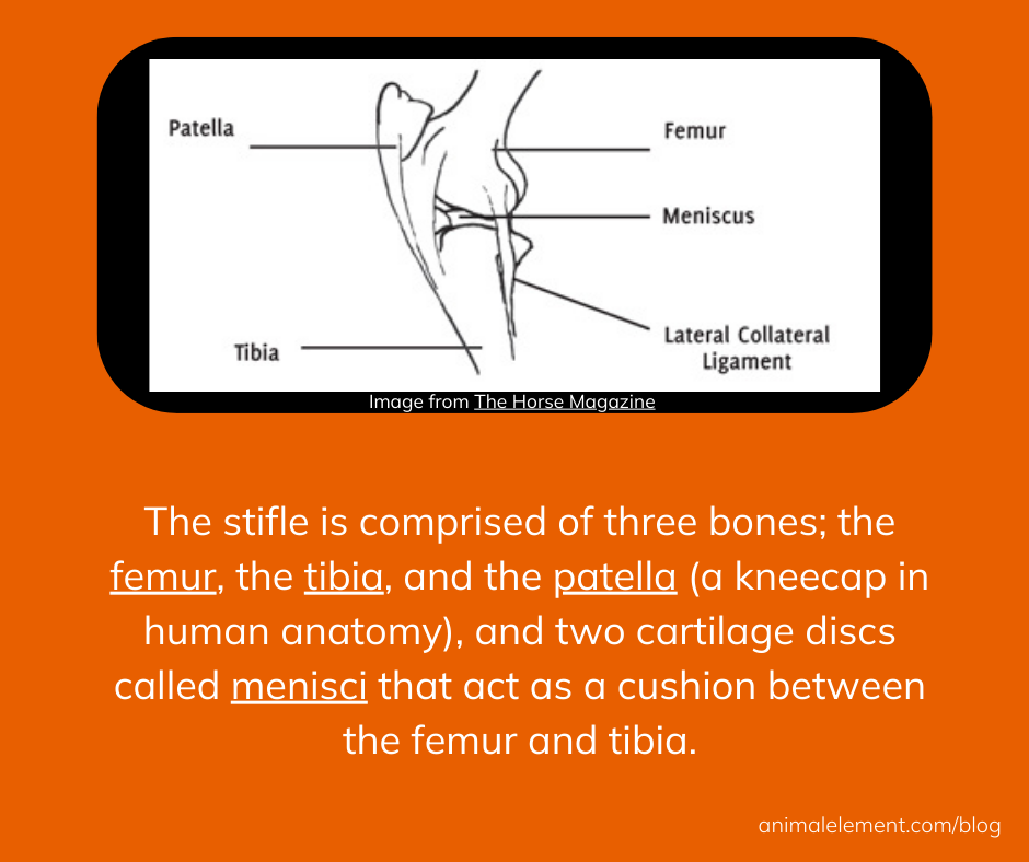 drawing-of-anatomy-of-the-bones-of-the-stifle-joint-in-horses