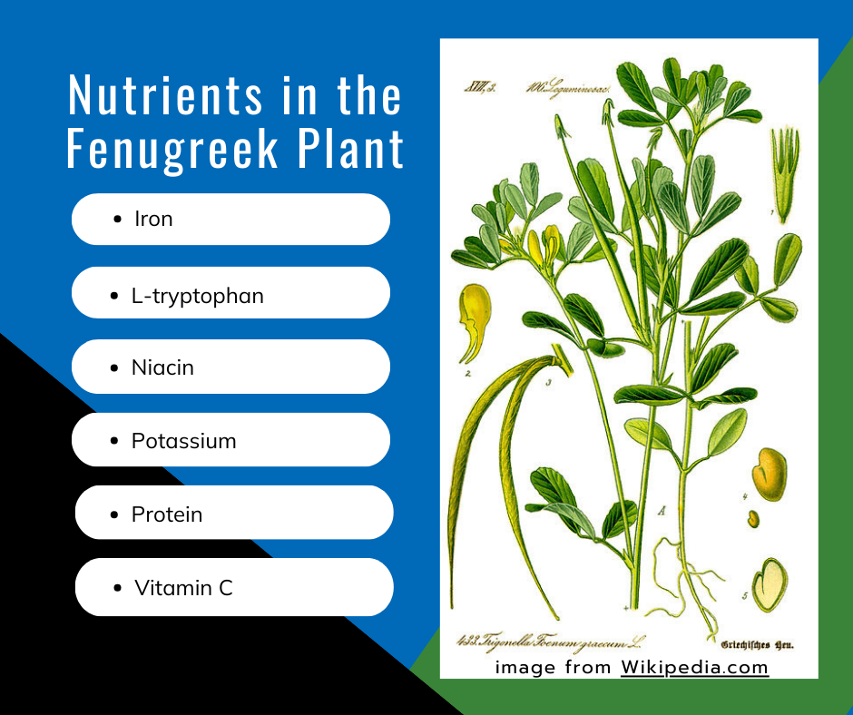 botanical-drawing-of-parts-of-fenugreek-plant-with-list-of-nutrients-in-bulletpoints