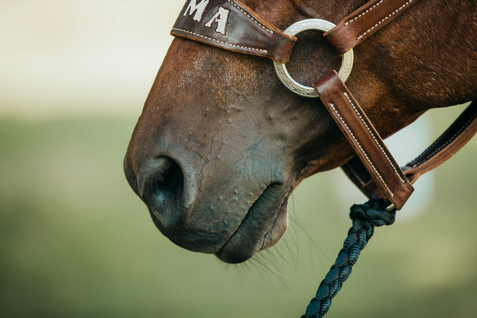 4-tips-to-care-for-an-older-horse-with-ali-armstrong