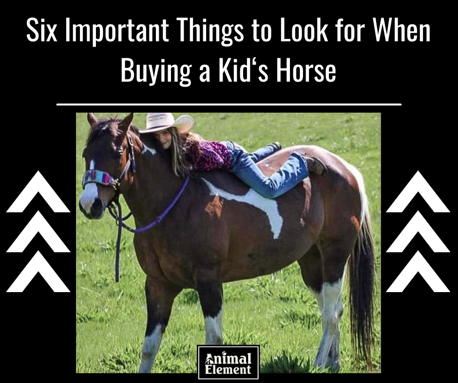 six-important-things-to-look-for-when-buying-a-kid's-horse-with-picture-of-a-girl-in-a-cowboy-hat-laying-on-the-back-of-a-paint-horse