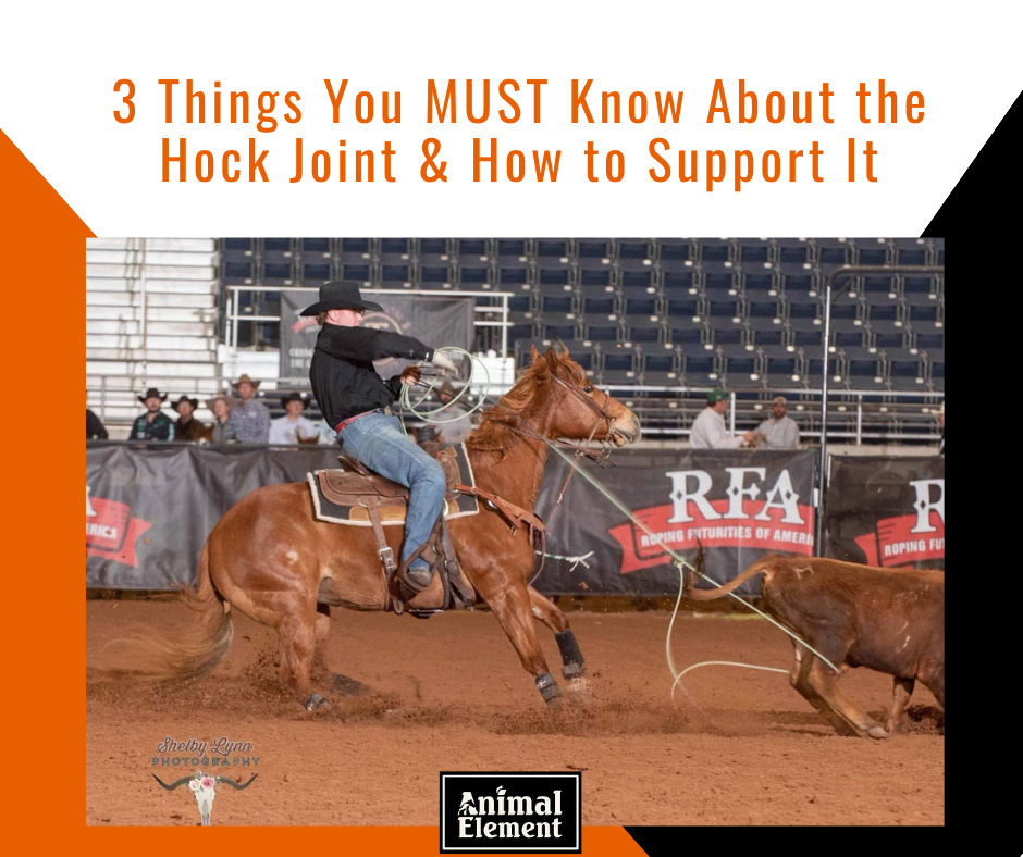 3-things-you-must-know-about-the-hock-joint-blog-title-over-photo-of-man-in-black-shirt-roping-a-calf-from-horseback