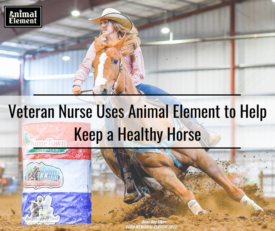 veteran-nurse-uses-animal-element-to-help-keep-a-healthy-horse