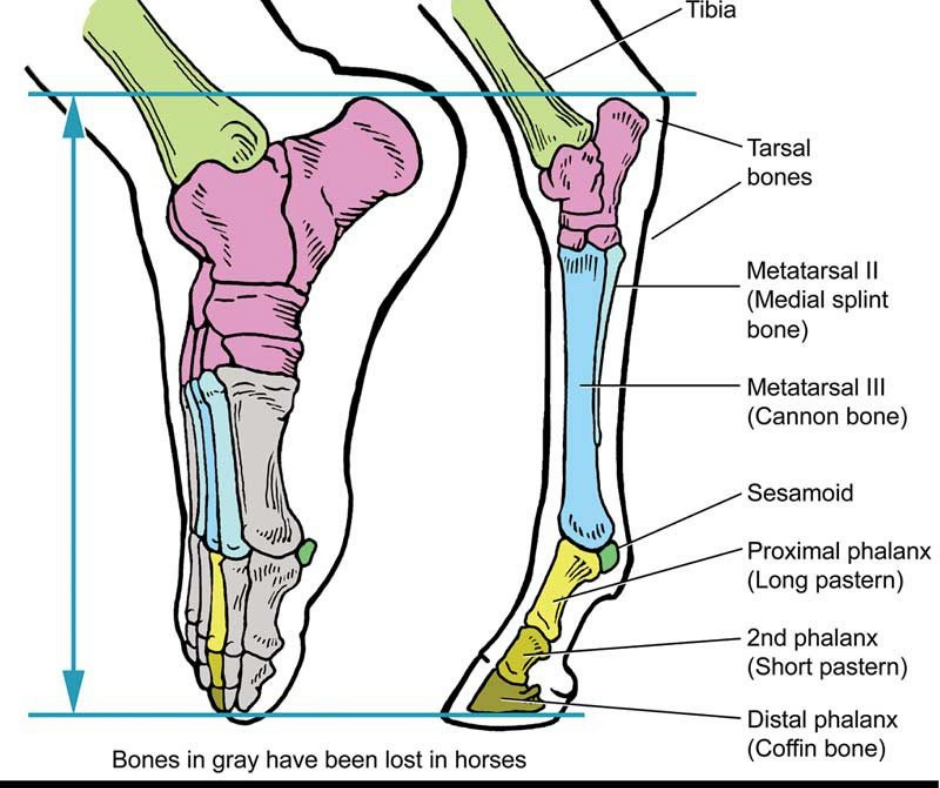 anatomical-diagram-of-bones-and-joints-in-the-horses-hind-leg